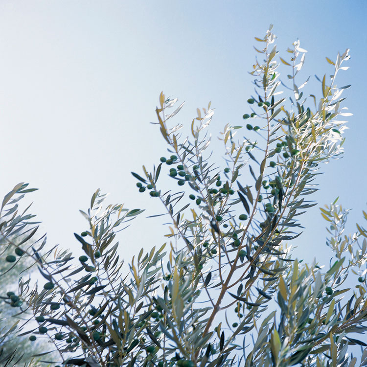 Blowing in the wind: Tree - 2