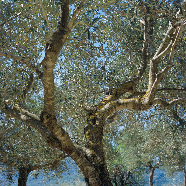 Blowing in the wind: Tree - 6