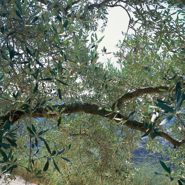 Blowing in the wind: Tree - 7