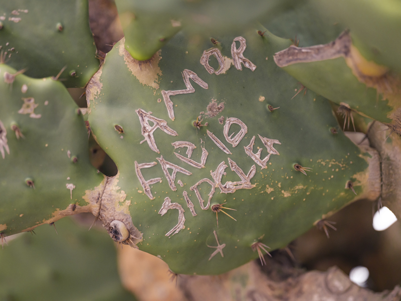 Cactus RIO01