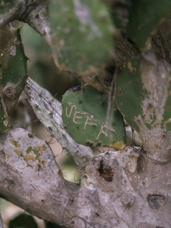 Cactus RIO