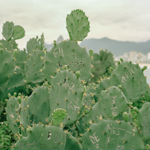 Epigraphy VI: Cactus of Love 2017